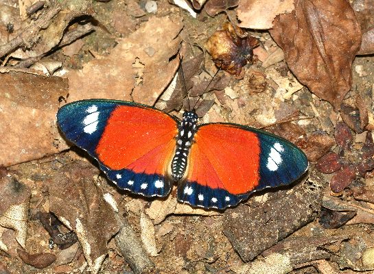 Euphaedra ruspina male UPS